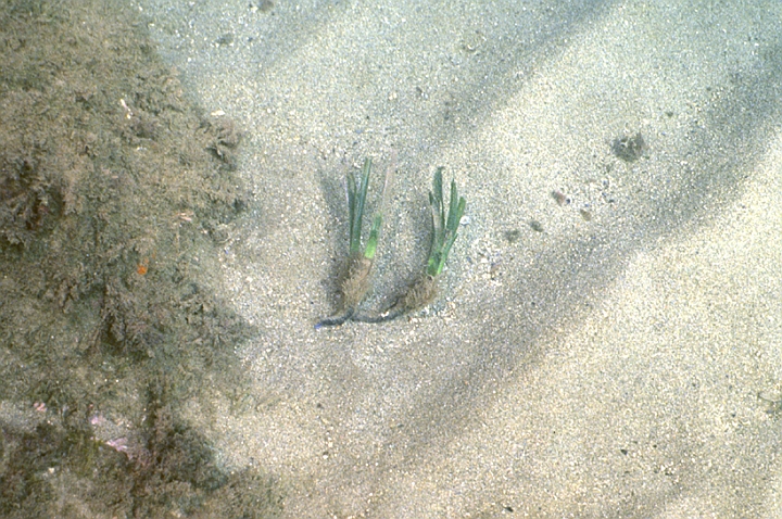 06 Posidonia.jpg - La posidonia non è un'alga, ma una pianta uguale alle piante terrestri con radici, fusto, foglie, fiori e frutti.
 
